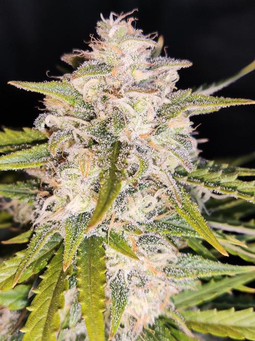 Auto Cinderella Jack. Week 11