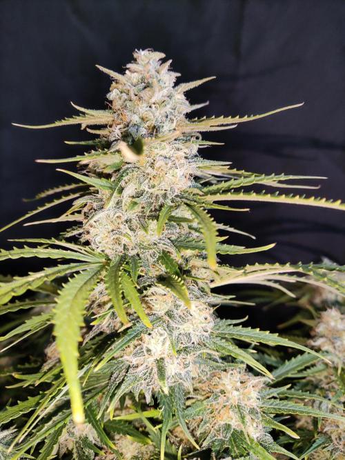Auto Cinderella Jack. Week 11