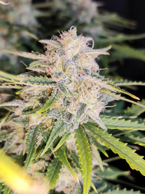 Auto Cinderella Jack. Week 11