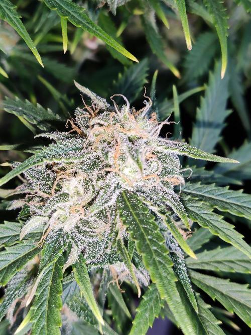 Auto Cinderella Jack. Week 11