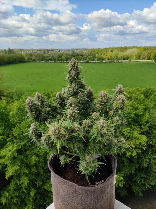 Auto Cinderella Jack. Week 12 - Tag 84