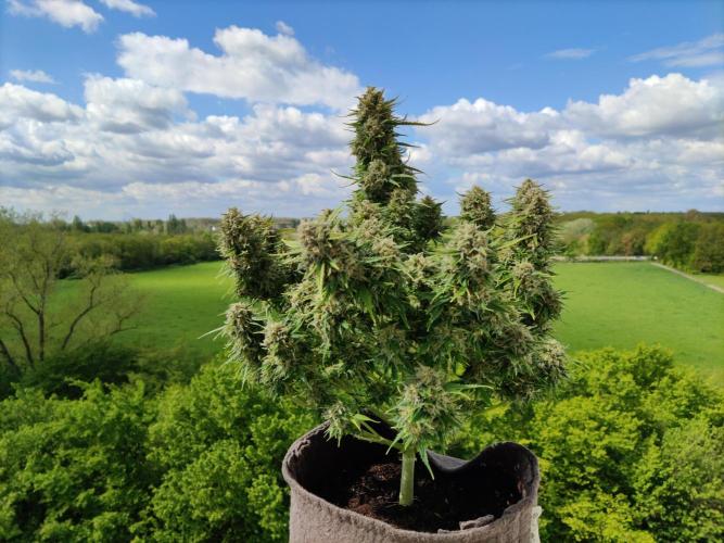 Auto Cinderella Jack. Week 12