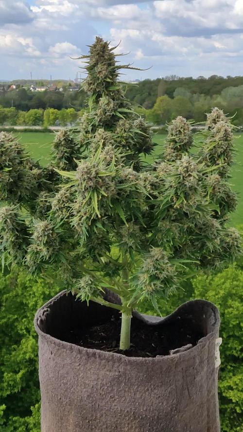 Auto Cinderella Jack