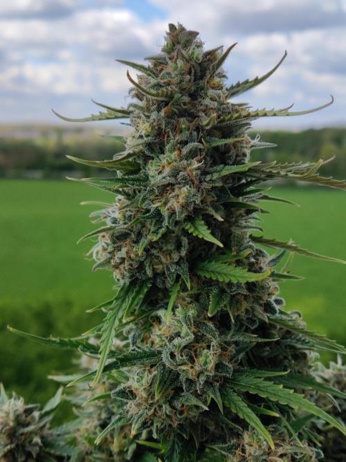 Auto Cinderella Jack. Week 12