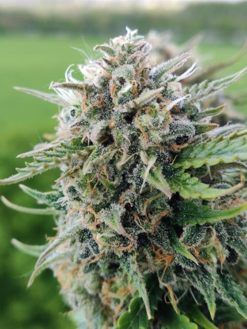 Auto Cinderella Jack. Week 12