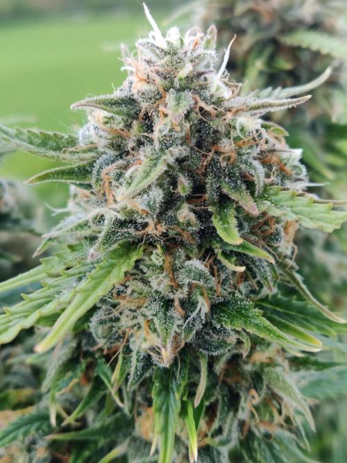 Auto Cinderella Jack. Week 12