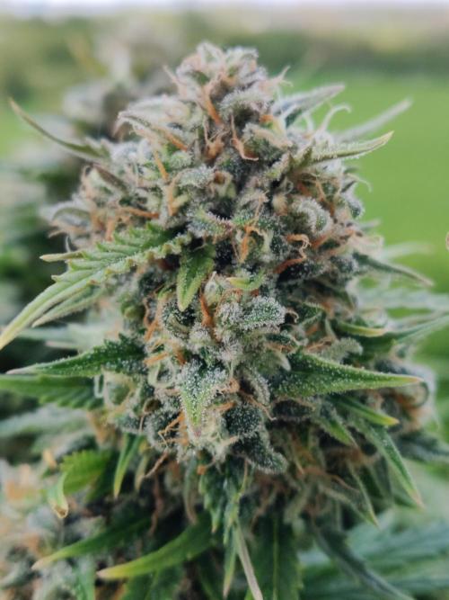 Auto Cinderella Jack. Week 12