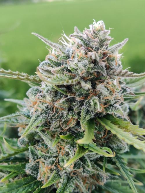 Auto Cinderella Jack. Week 12