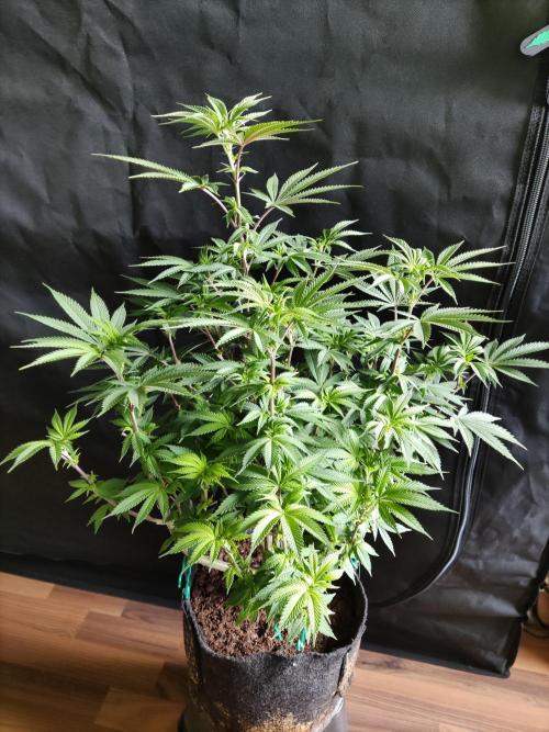 Big Bud. Week 11 - Blüte Tag 7 