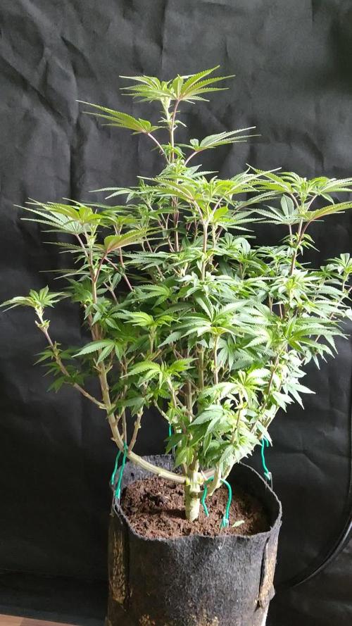 Big Bud