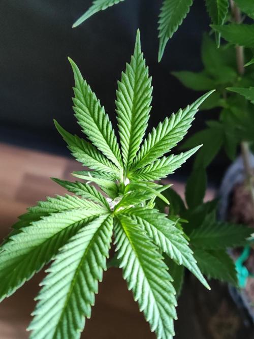 Big Bud. Week 11