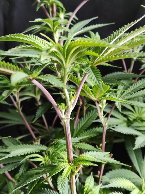 Big Bud. Week 11