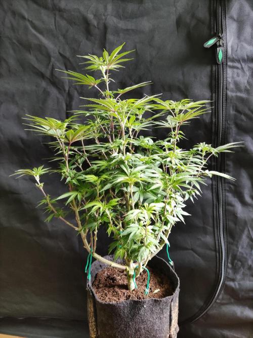 Big Bud. Week 11