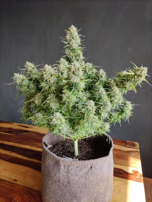 Auto Cinderella Jack. Week 13 - Tag 86
Erntetag 86