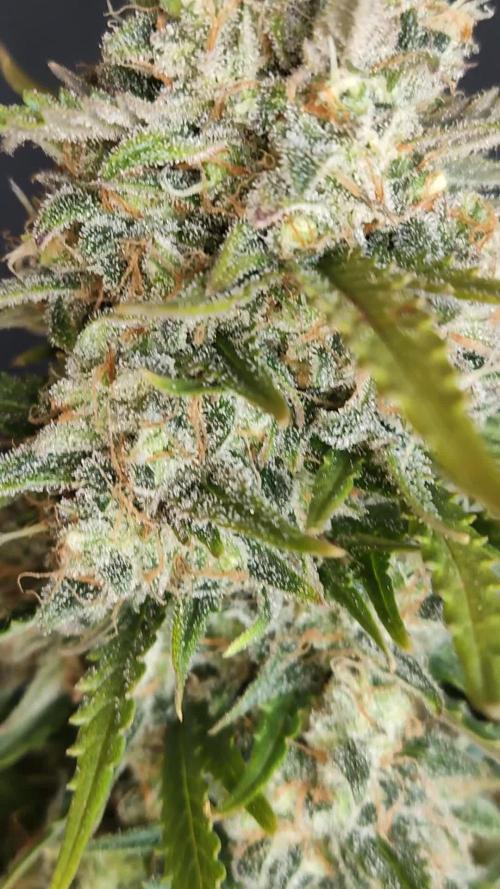 Auto Cinderella Jack