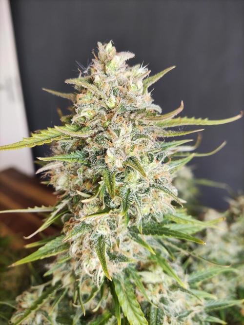 Auto Cinderella Jack. Week 13