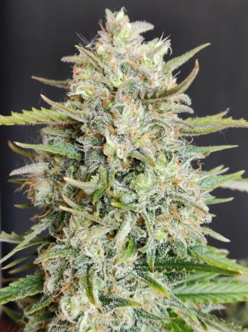 Auto Cinderella Jack. Week 13