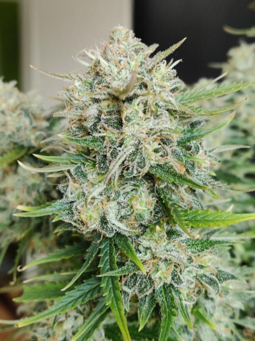 Auto Cinderella Jack. Week 13
