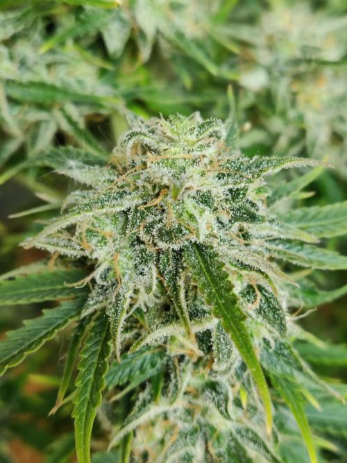 Auto Cinderella Jack. Week 13