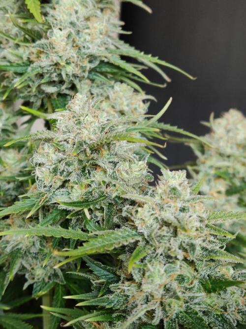 Auto Cinderella Jack. Week 13