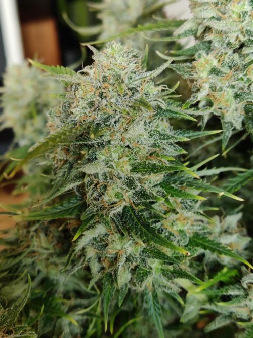 Auto Cinderella Jack. Week 13
