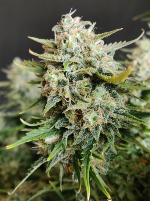 Auto Cinderella Jack. Week 13