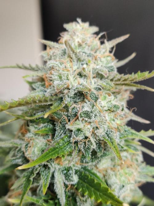 Auto Cinderella Jack. Week 13