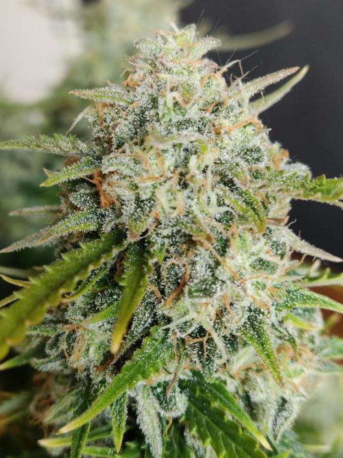 Auto Cinderella Jack. Week 13