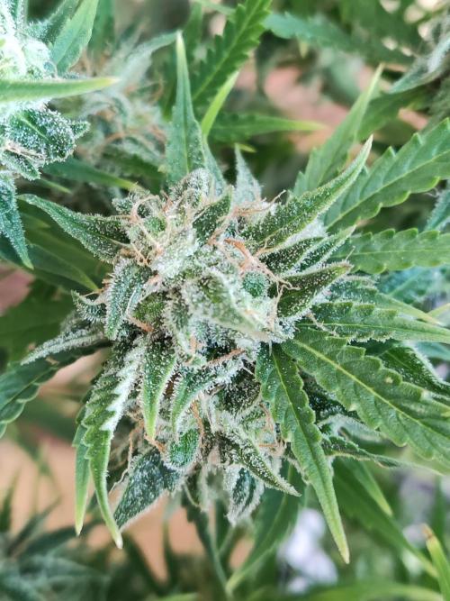 Auto Cinderella Jack. Week 13