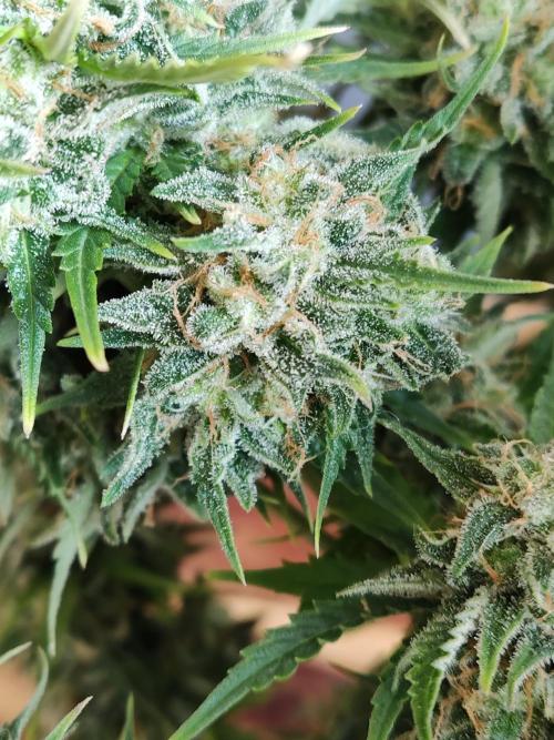 Auto Cinderella Jack. Week 13