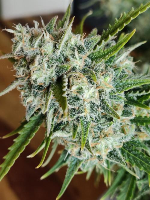 Auto Cinderella Jack. Week 13