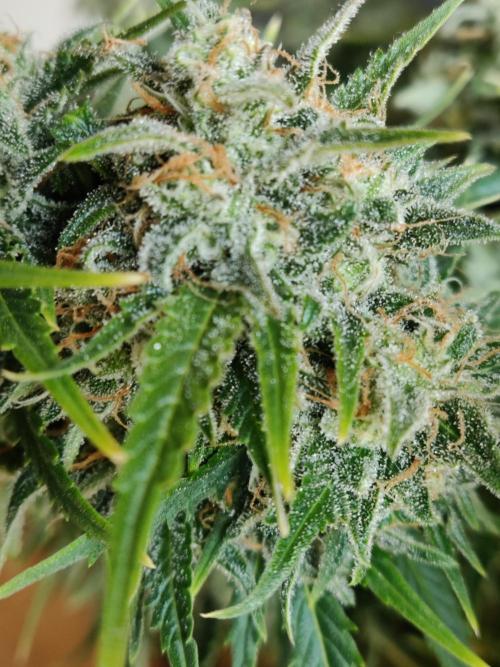 Auto Cinderella Jack. Week 13