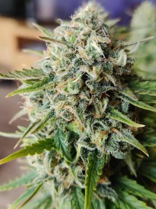 Auto Cinderella Jack. Week 13