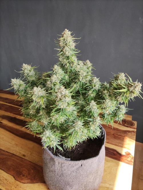 Auto Cinderella Jack. Week 13