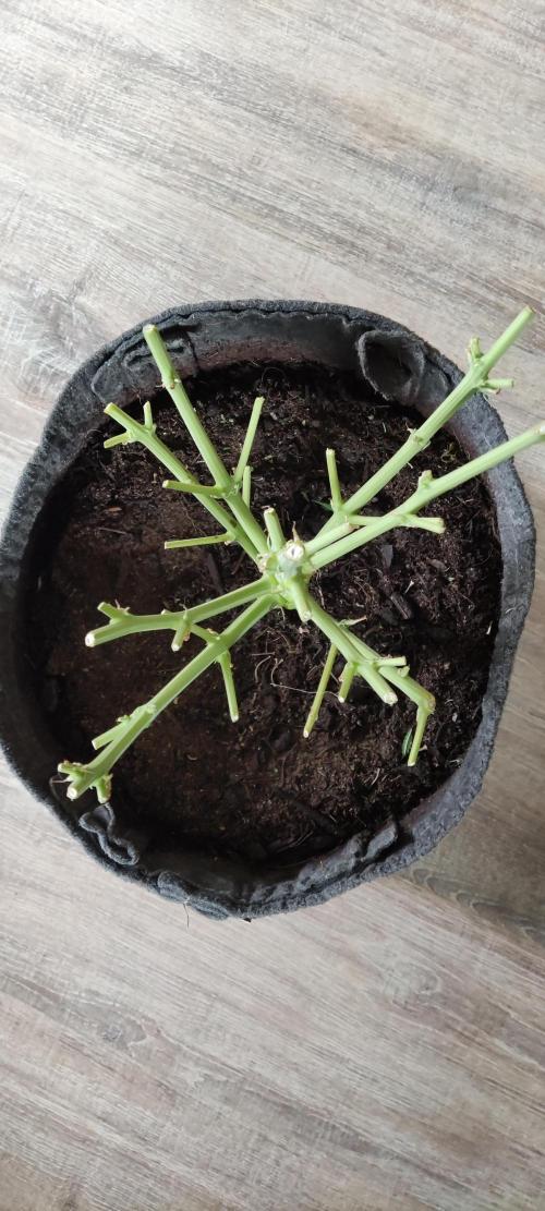 Auto Cinderella Jack. Week 13 - Ende 