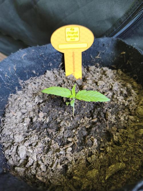 Creamzilla Auto ( In & Outdoor ). Week 1 - Tag 7
