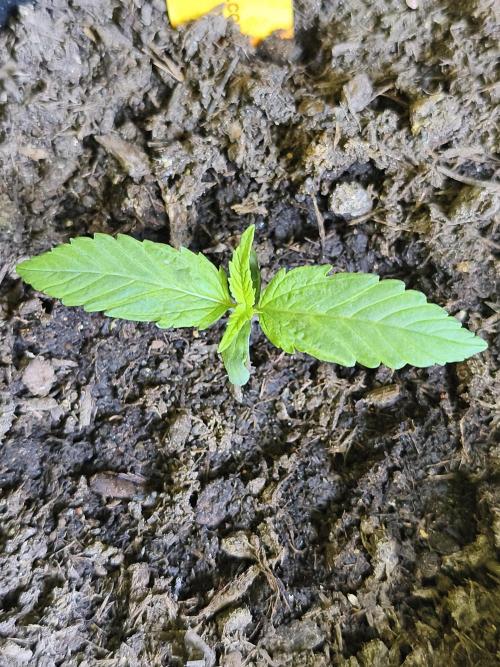 Creamzilla Auto ( In & Outdoor ). Week 1