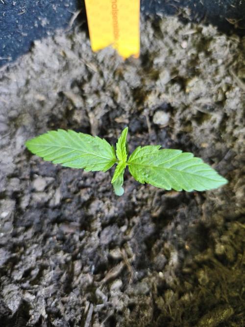 Creamzilla Auto ( In & Outdoor ). Week 1