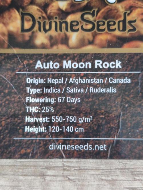 Auto Moon Rock ( In & Outdoor ). Week 1