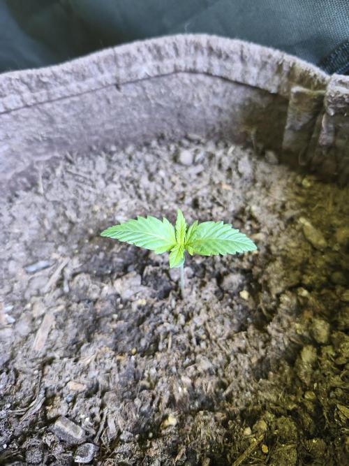Auto Moon Rock ( In & Outdoor ). Week 1 - Tag 7