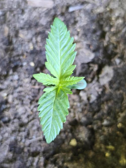 Auto Moon Rock ( In & Outdoor ). Week 1