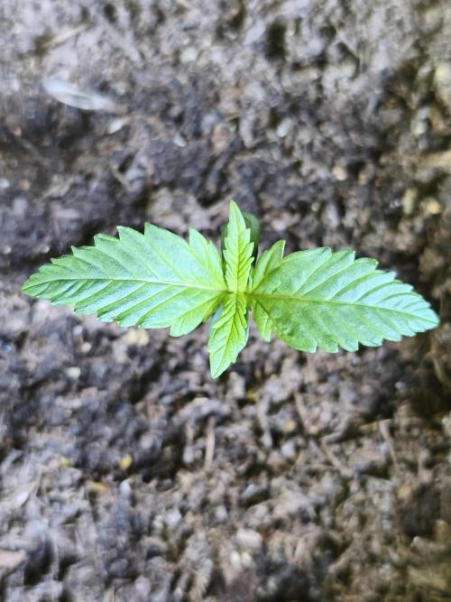 Auto Moon Rock ( In & Outdoor ). Week 1