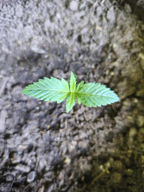 Auto Moon Rock ( In & Outdoor ). Week 1