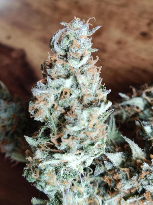 Auto Do-Si-Dos. Week 11