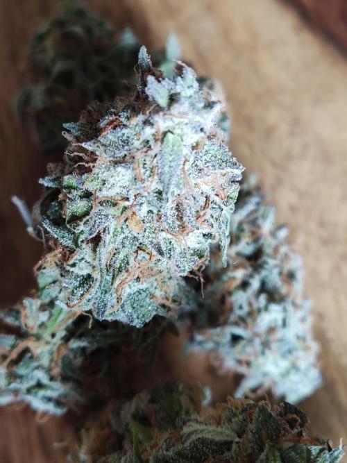 Top 44 Autoflowering. Week 11