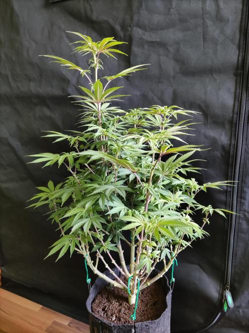 Big Bud. Week 12 - Blüte Tag 14