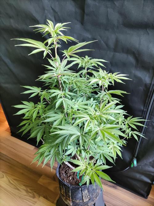 Big Bud. Week 12