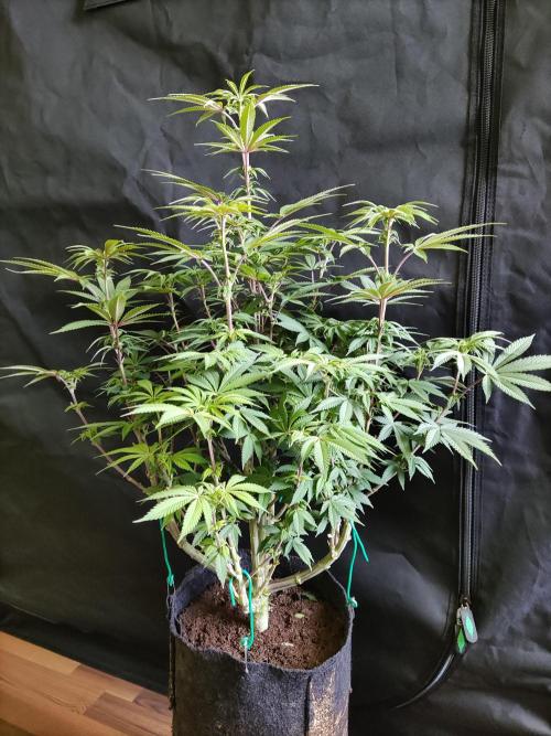 Big Bud. Week 12