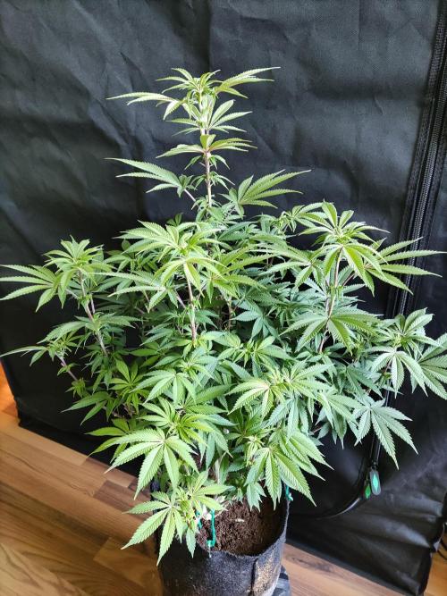 Big Bud. Week 12