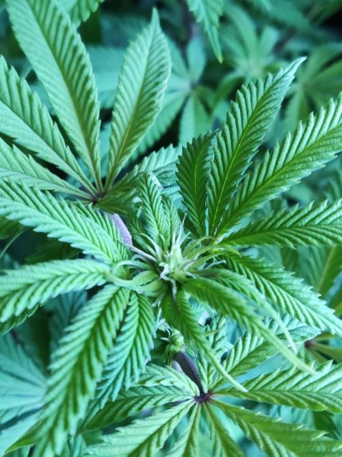 Big Bud. Week 12